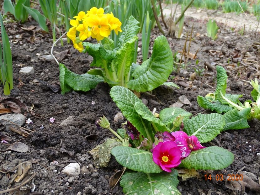 primula acaulis + primula elatior Sibel Gold - Primule 2020