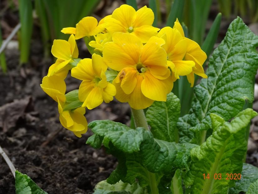 primula elatior Sibel Gold - Primule 2020