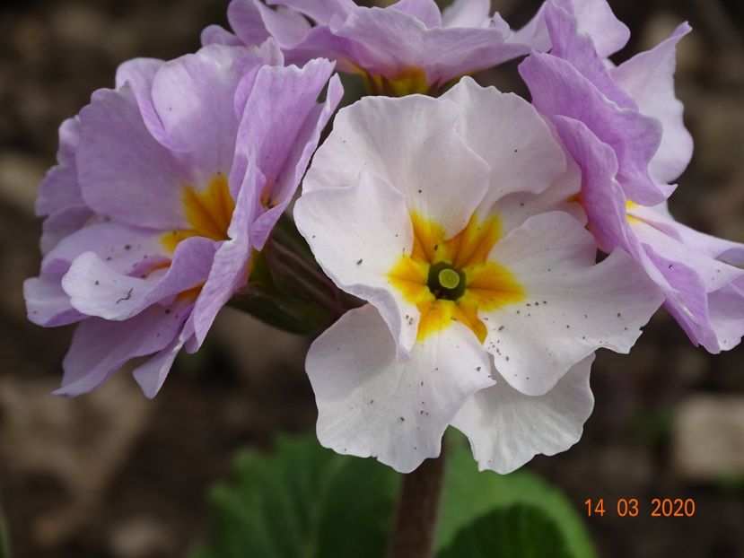 primula elatior Gold Nugget - Primule 2020