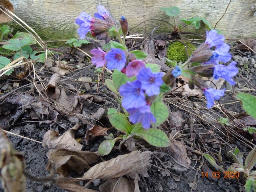pulmonaria officinalis - Primavara 2020