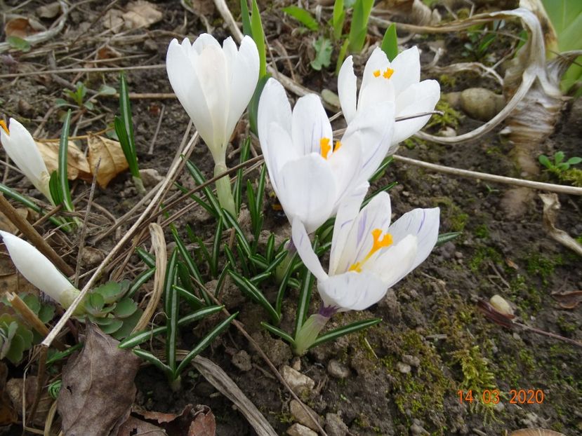 crocus Jeanne d'Arc - Primavara 2020