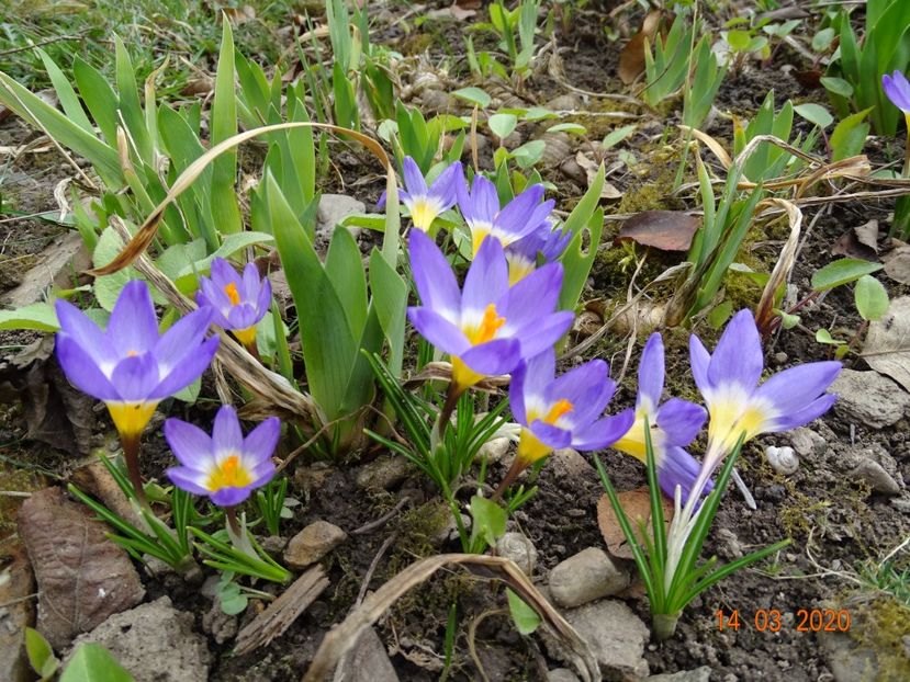 crocus tricolor - Primavara 2020