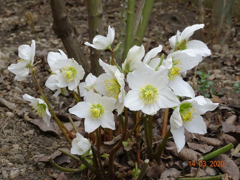 helleborus niger - Primavara 2020