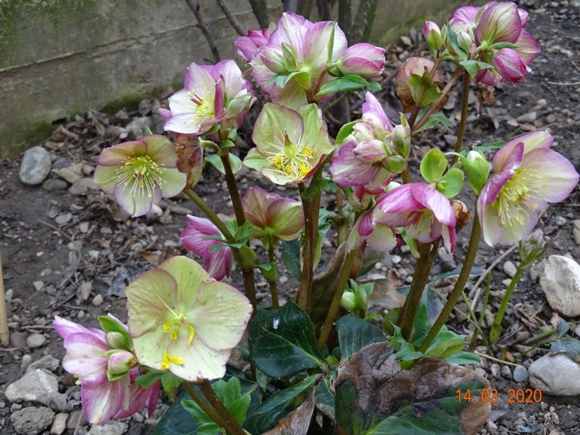 helleborus Carlotta - Primavara 2020