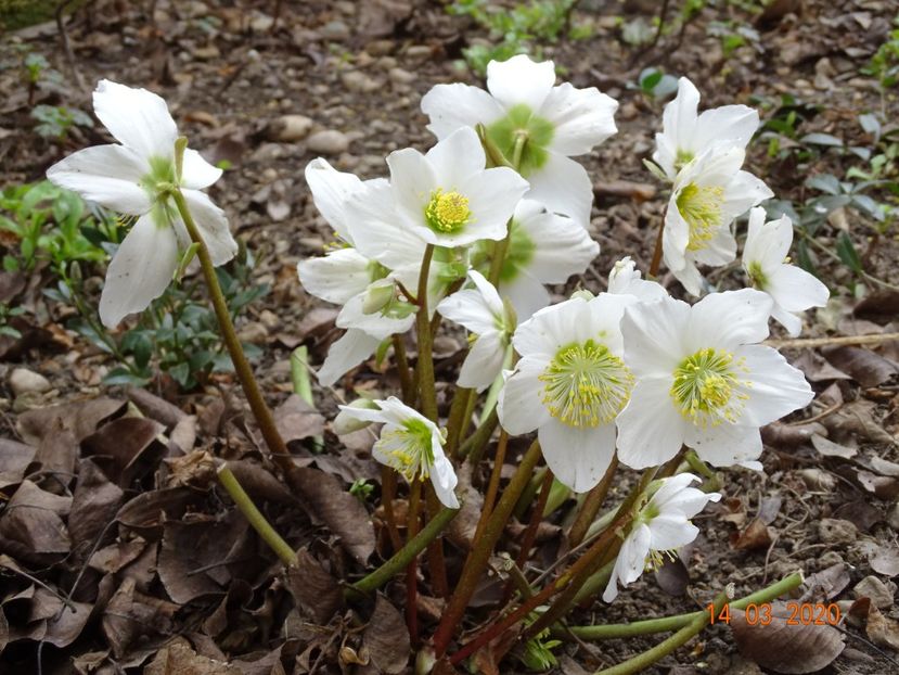 helleborus niger - Primavara 2020