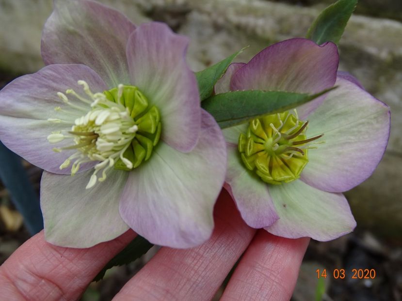 bebe helleborus - Primavara 2020