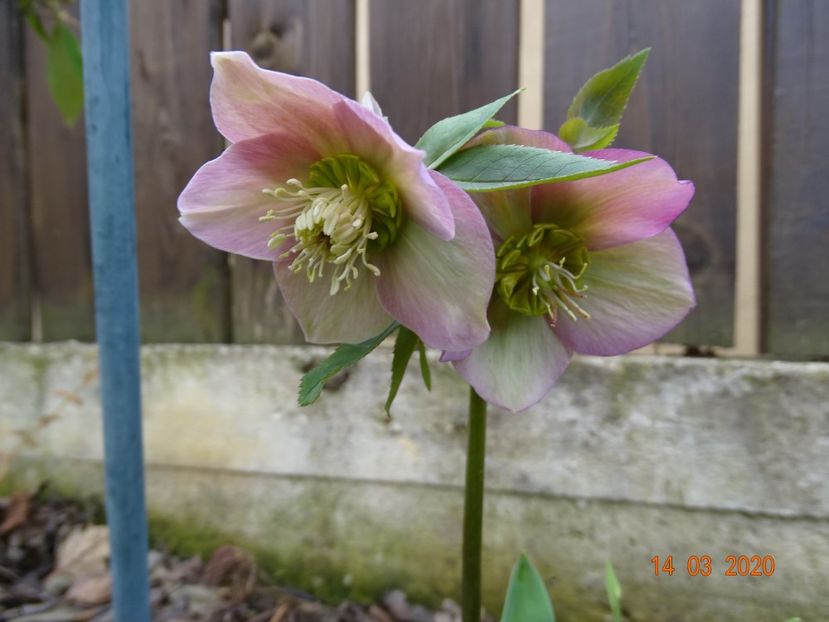 bebe helleborus - Primavara 2020