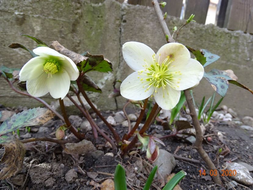 helleborus Candy Love - Primavara 2020