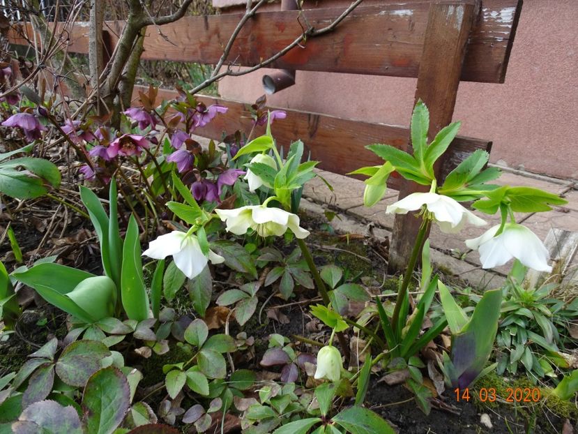 bebe helleborus - Primavara 2020