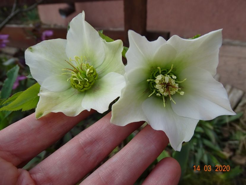 bebe helleborus - Primavara 2020