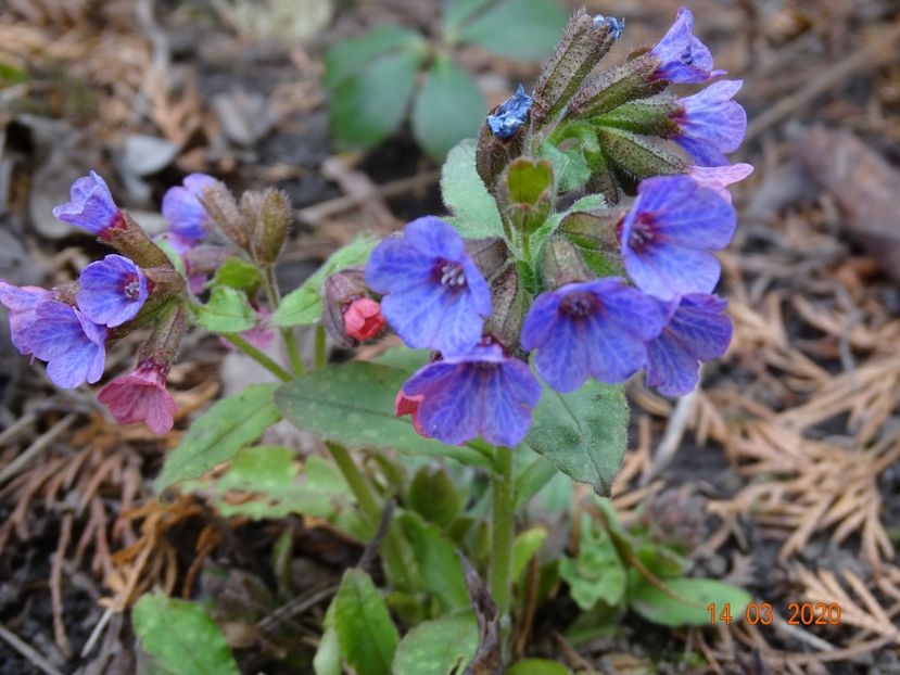 pulmonaria officinalis - Primavara 2020