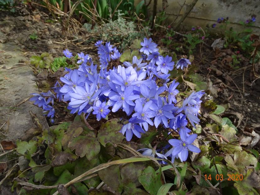 hepatica transsilvanica - Primavara 2020