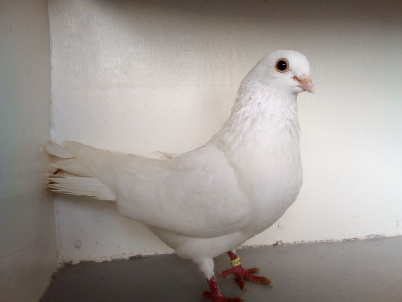  - PORUMBEI CARE MI AU APARTINUT