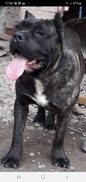 Screenshot_20200314-173004_Messenger - 03 Caini mei