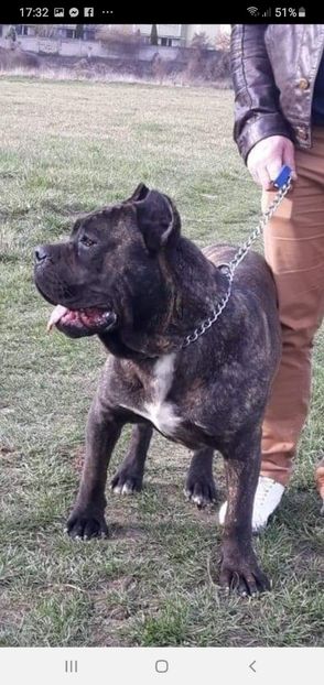 Screenshot_20200314-173234_Messenger - 03 Caini mei