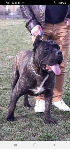 Screenshot_20200314-173156_Messenger - 03 Caini mei