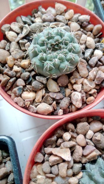 G. quehlianum - Gymnocalycium