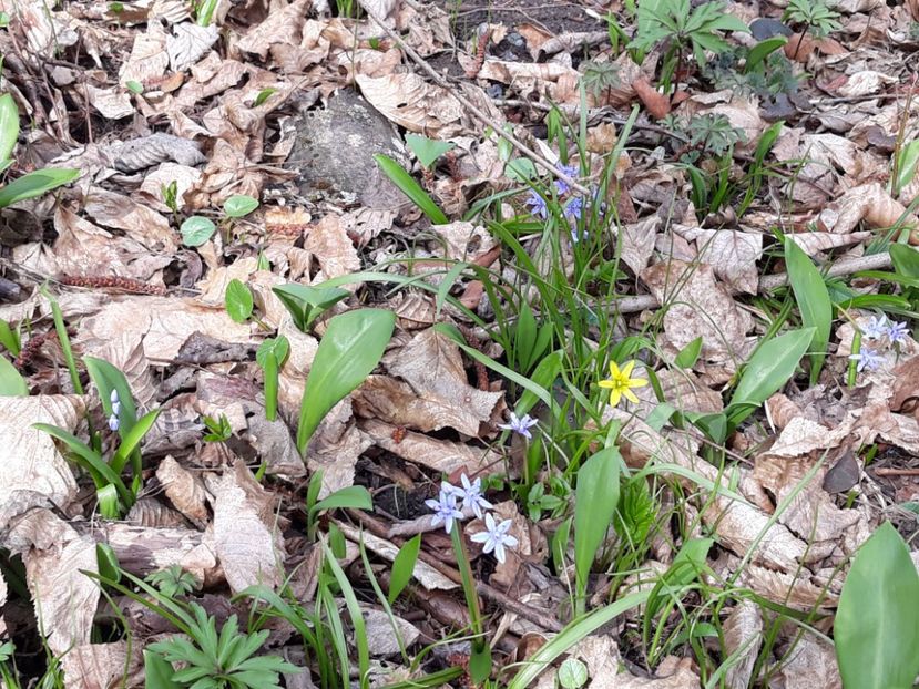 20200313_flori si frunze - martie 2020