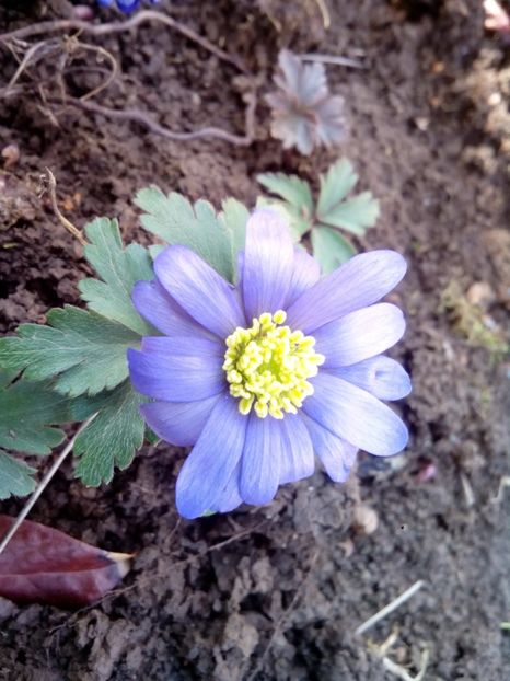  - Anemone 2018