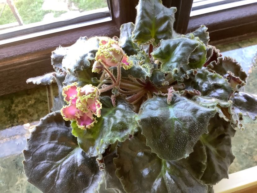  - LE Hydrangea