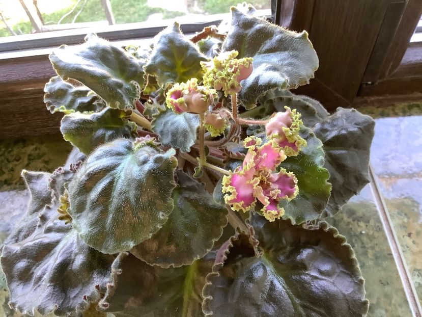  - LE Hydrangea