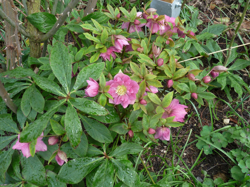  - 2020 - 01 - Primavara