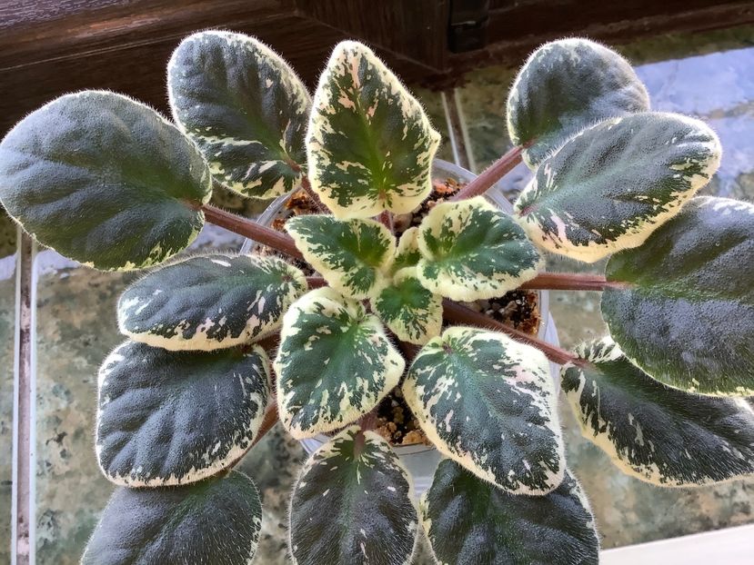 pui 2 - Ma s Spanish Eyes