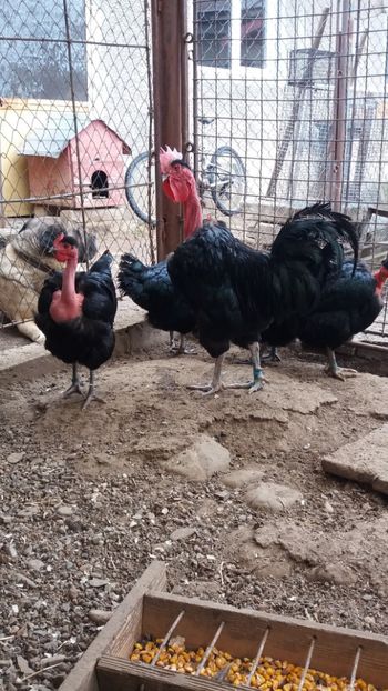  - Z GGT NEGRU 2020