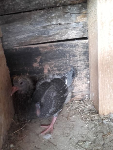 10.03.2020  din 756 - 2020