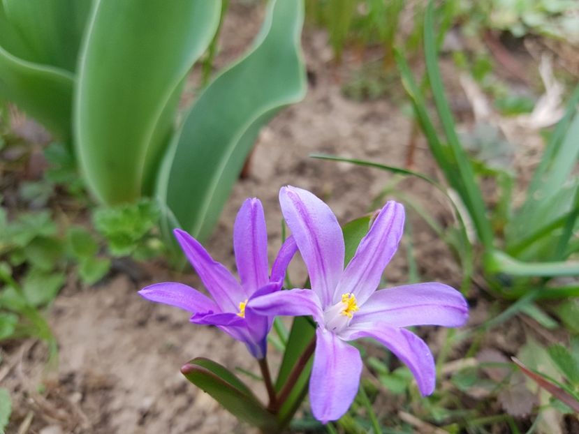 Chinodoxa - 2020 Martie