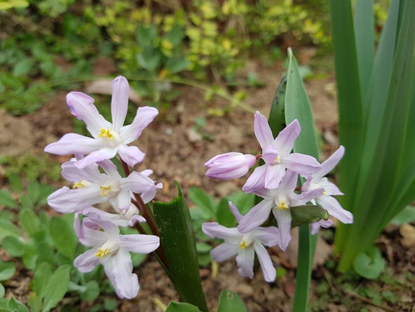 Chinodoxa Pink Giant - 2020 Martie