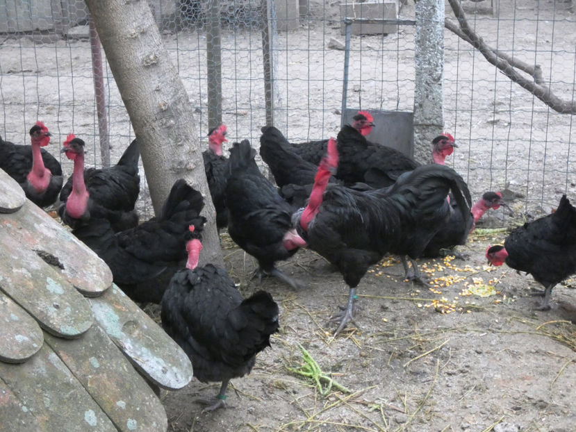 P1040822 - Matca 2020