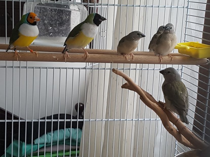  - Gould amandine 2020