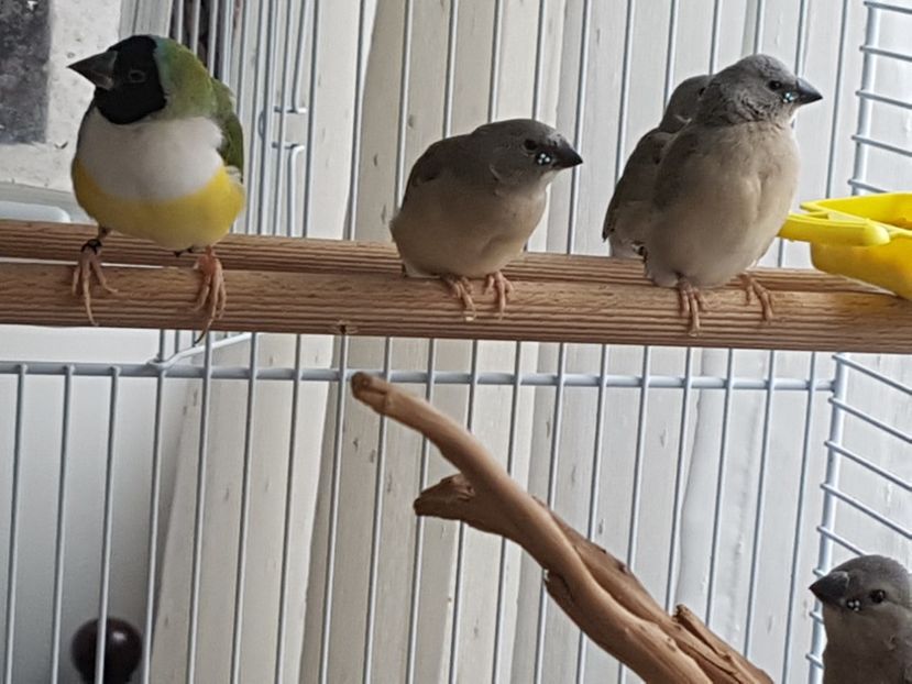  - Gould amandine 2020