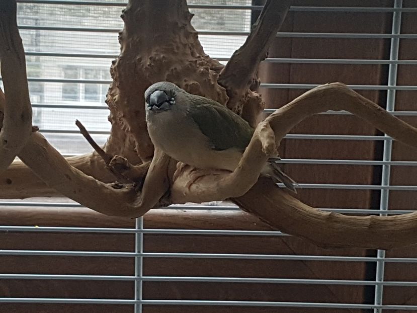  - Gould amandine 2020