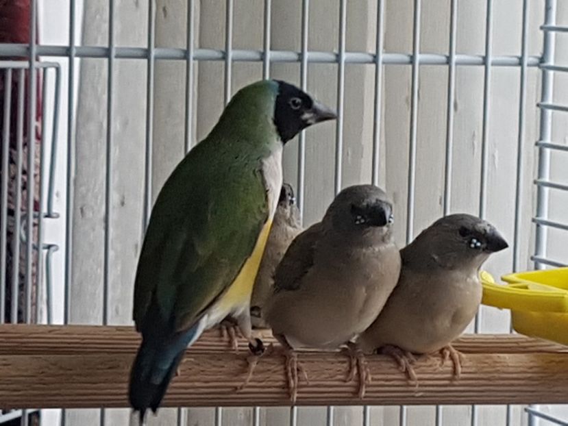  - Gould amandine 2020