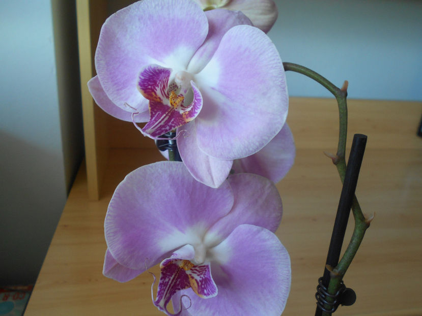  - orhidee 26 Dej 8 martie 2020