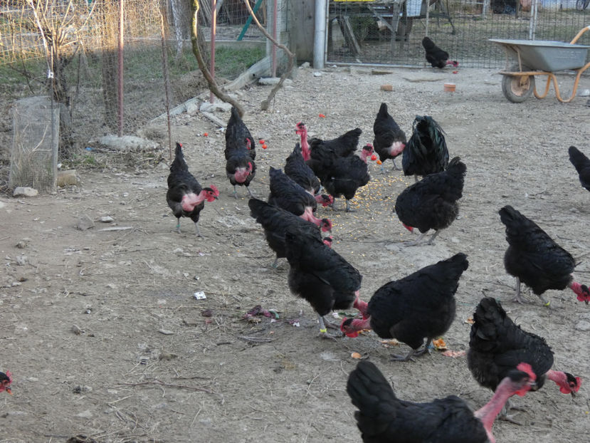 P1050504 - Matca 2020