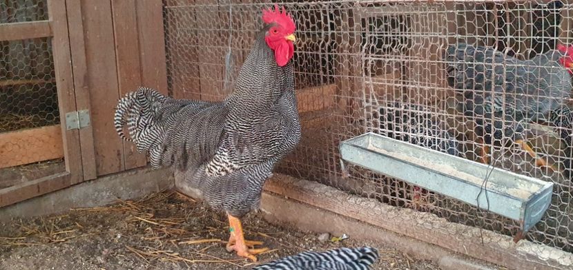  - PLYMOUTH ROCKS 2020