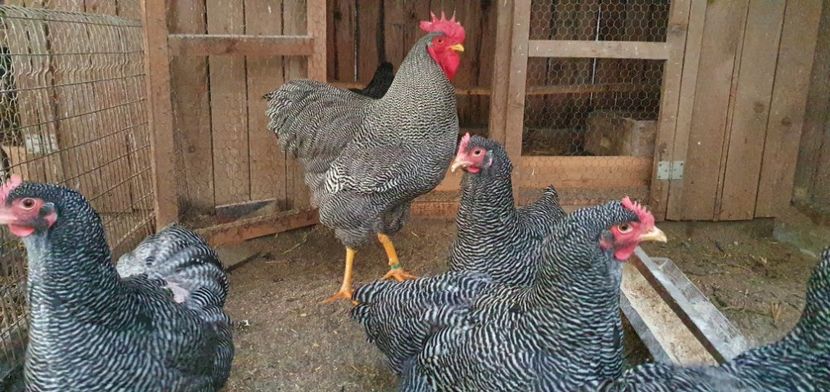  - PLYMOUTH ROCKS 2020