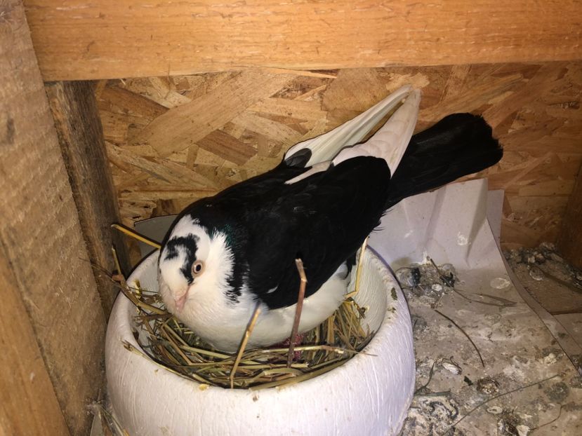  - 0000001 prin voliere