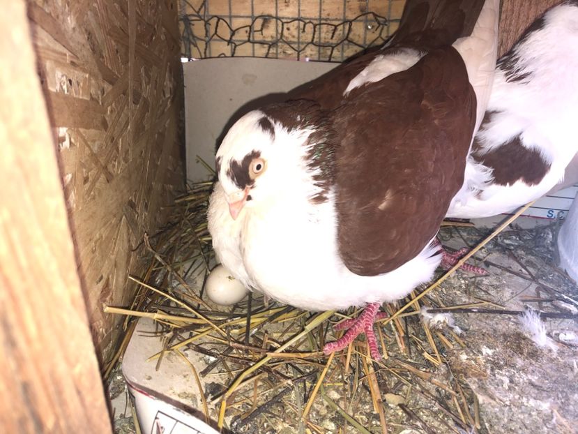  - 0000001 prin voliere