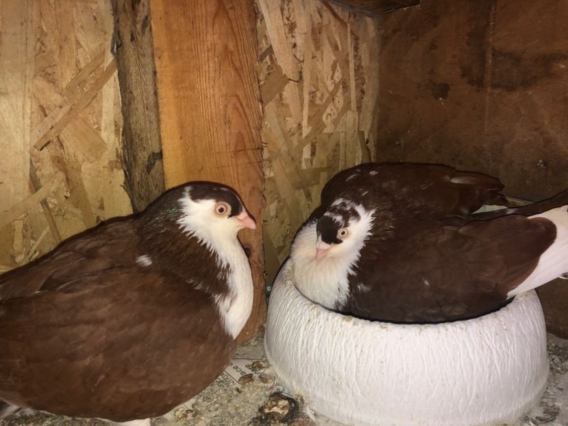  - 0000001 prin voliere