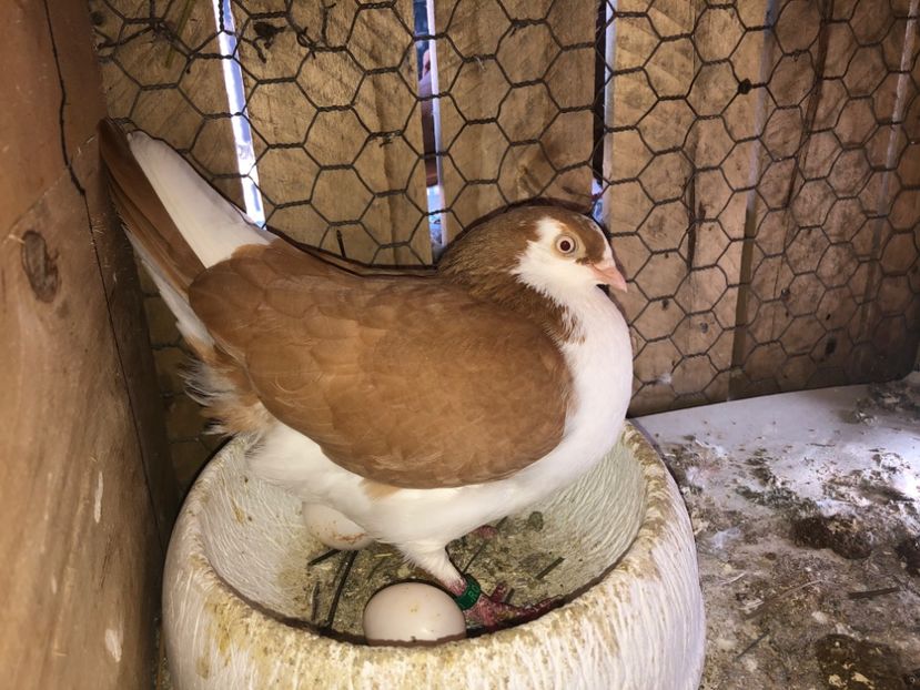  - 0000001 prin voliere