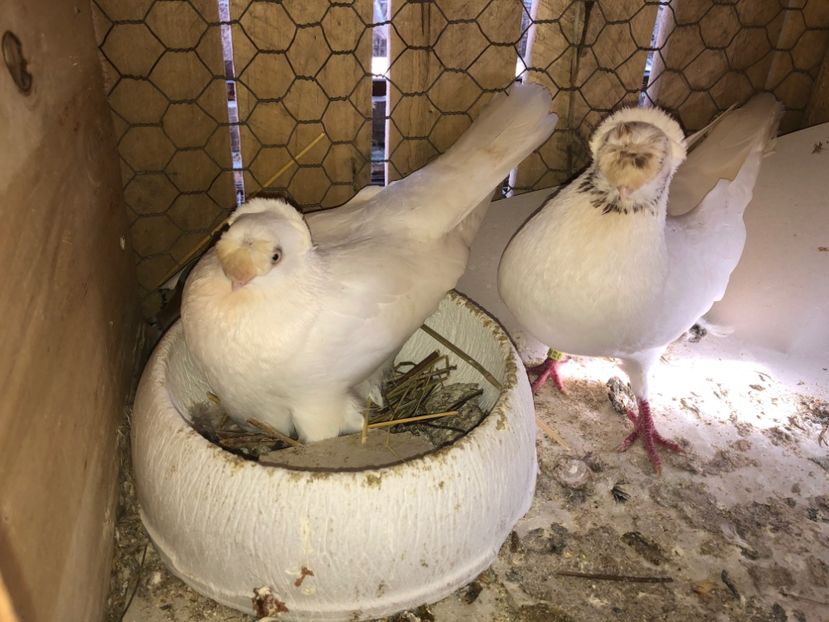  - 0000001 prin voliere