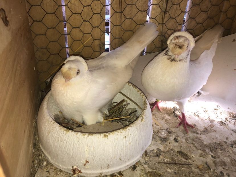  - 0000001 prin voliere