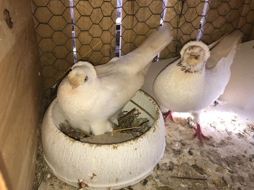  - 0000001 prin voliere