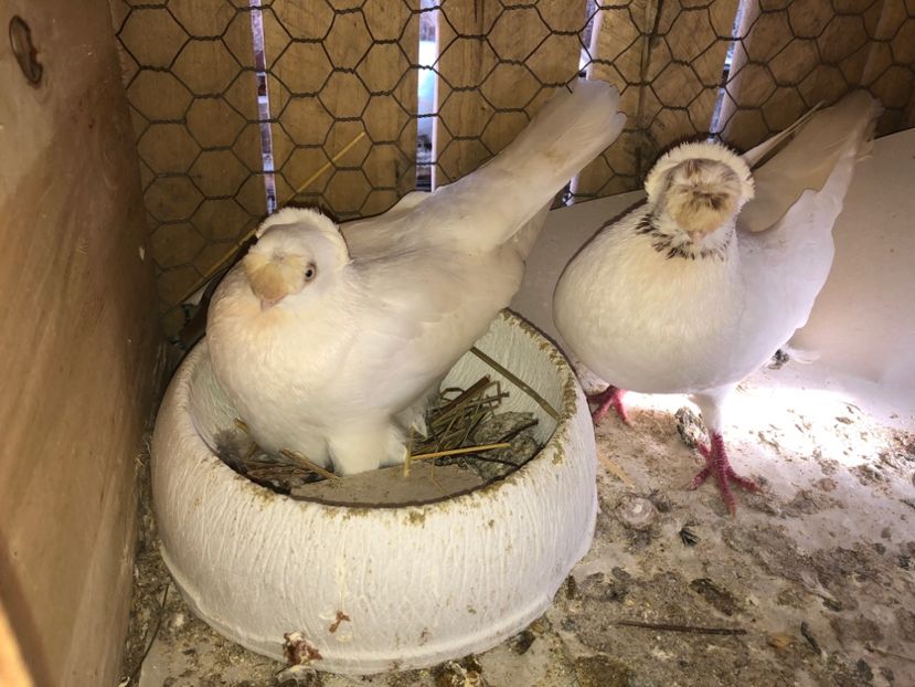  - 0000001 prin voliere