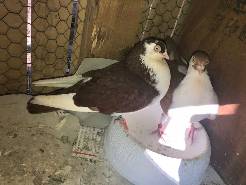  - 0000001 prin voliere