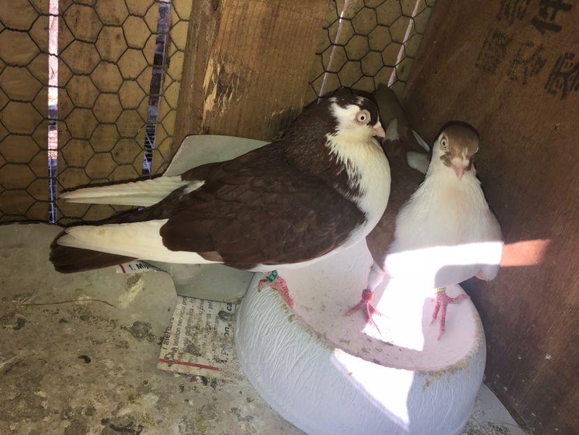  - 0000001 prin voliere